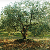 Laberi di Olive
